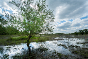 FPE_20130509_0036v2