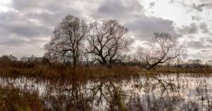 bomen bij poel3